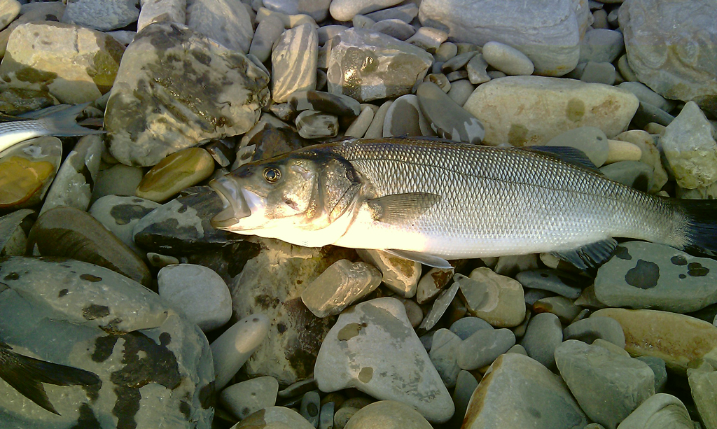 IMAG0207.jpg