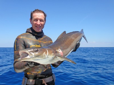 Cobia.jpg